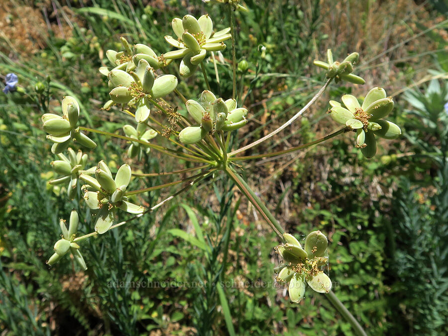 fern-leaf desert parsley fruits (Lomatium dissectum var. dissectum) [Fairview Peak, Umpqua National Forest, Lane County, Oregon]