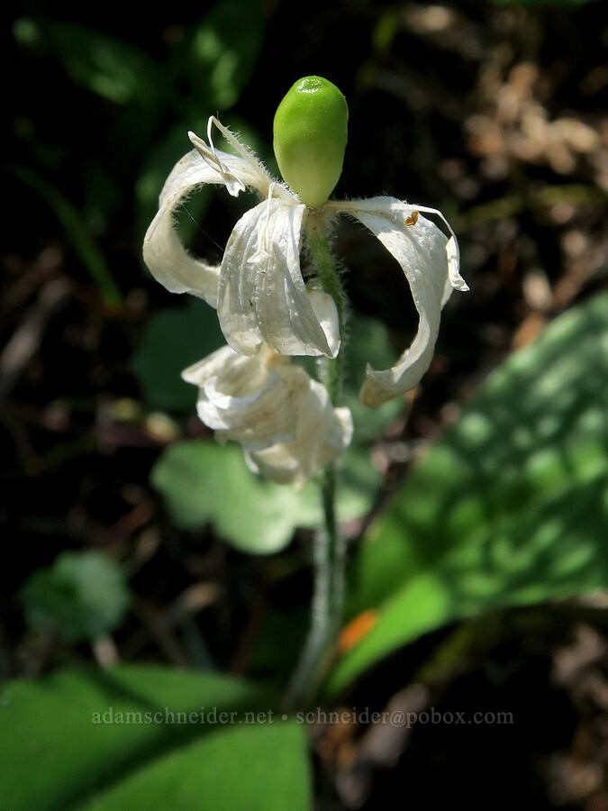 bead lily, going to seed (Clintonia uniflora) [Bohemia Mountain Trail, Umpqua National Forest, Lane County, Oregon]