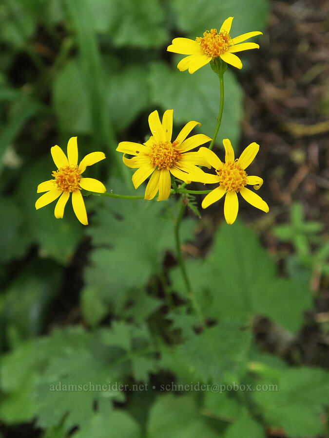 Bolander's ragwort (Packera bolanderi (Senecio bolanderi)) [Bohemia Mountain Trail, Umpqua National Forest, Lane County, Oregon]