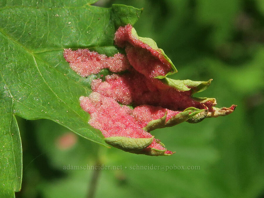 erineum mite galls on Douglas' maple leaf (Aceria calaceris (Eriophyes calaceris), Acer glabrum var. douglasii) [Bohemia Mountain Trail, Umpqua National Forest, Lane County, Oregon]