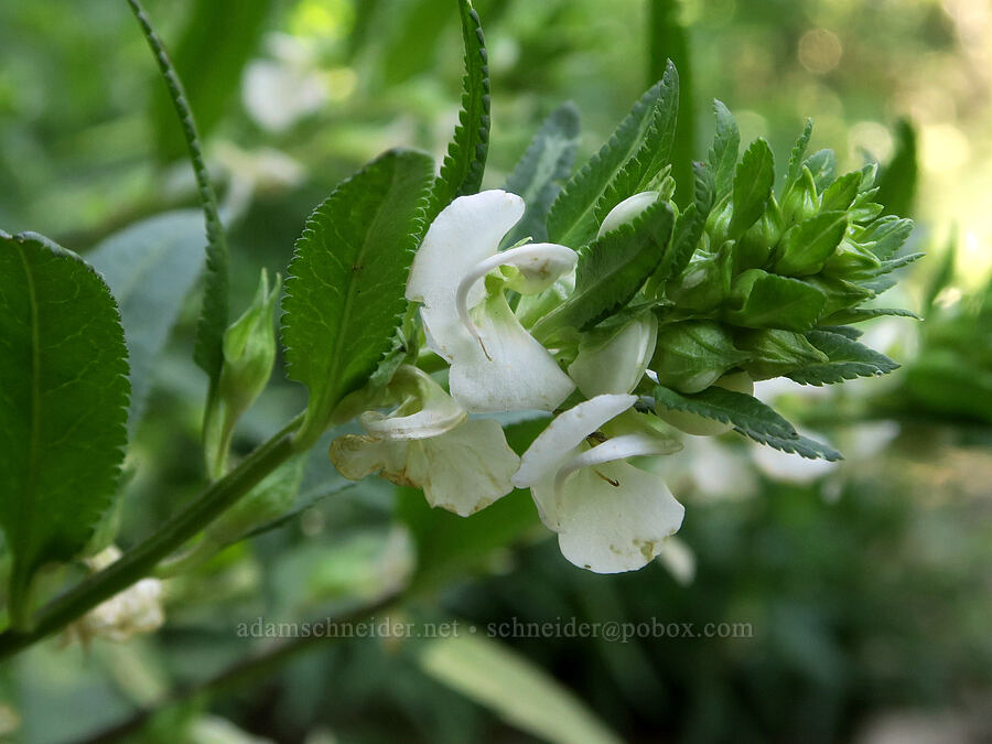 sickle-top lousewort (Pedicularis racemosa) [Bohemia Mountain Trail, Umpqua National Forest, Lane County, Oregon]