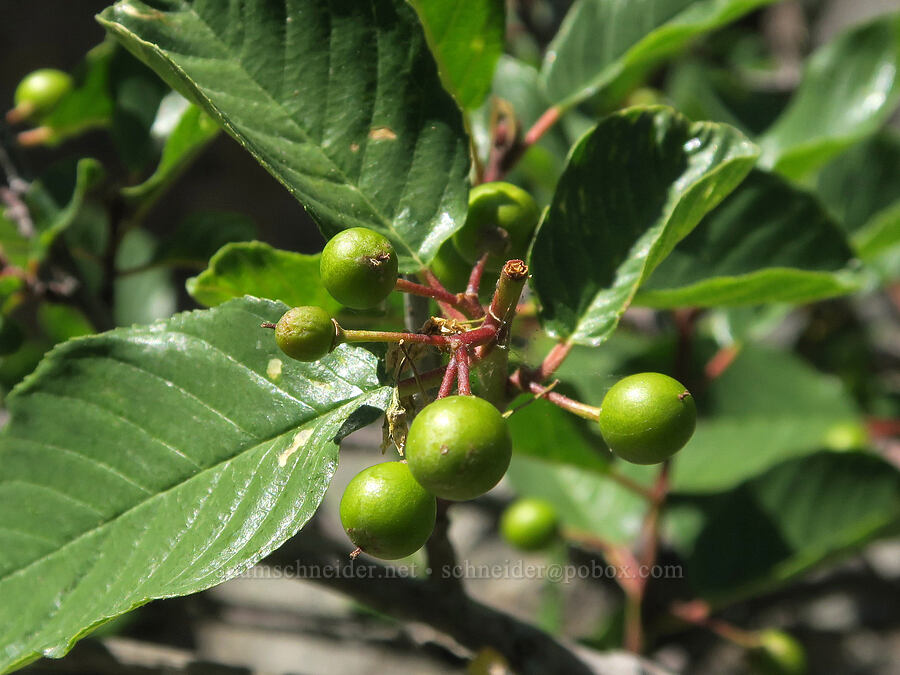 cascara berries (Frangula purshiana (Rhamnus purshiana)) [Bohemia Mountain Trail, Umpqua National Forest, Lane County, Oregon]