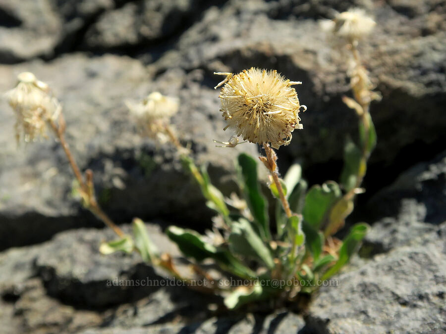 Cascade fleabane, gone to seed (Erigeron cascadensis) [Bohemia Mountain, Umpqua National Forest, Lane County, Oregon]