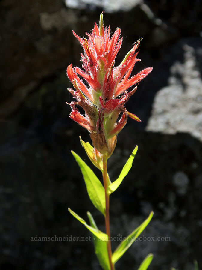 scarlet paintbrush (Castilleja miniata) [Bohemia Mountain Trail, Umpqua National Forest, Lane County, Oregon]