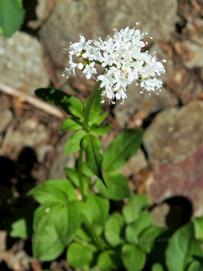 Scouler's valerian (Valeriana scouleri (Valeriana sitchensis ssp. scouleri)) [Bohemia Mountain Trail, Umpqua National Forest, Lane County, Oregon]