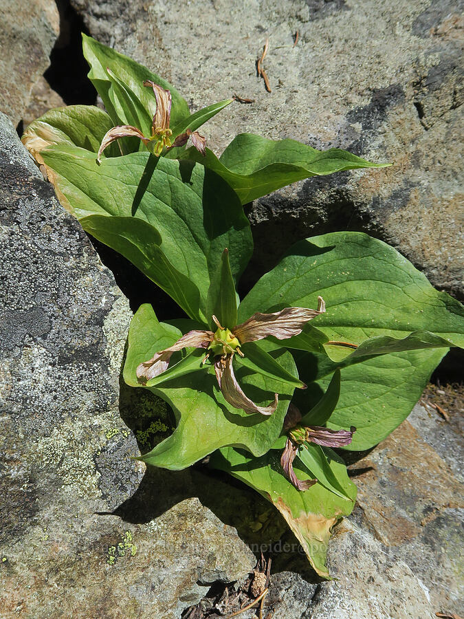 trillium in talus (Trillium ovatum) [Bohemia Mountain Trail, Umpqua National Forest, Lane County, Oregon]