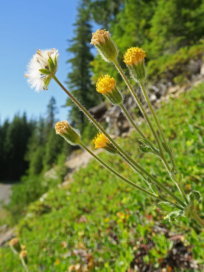 rayless arnica (Arnica discoidea) [Forest Road 5850, Willamette National Forest, Lane County, Oregon]