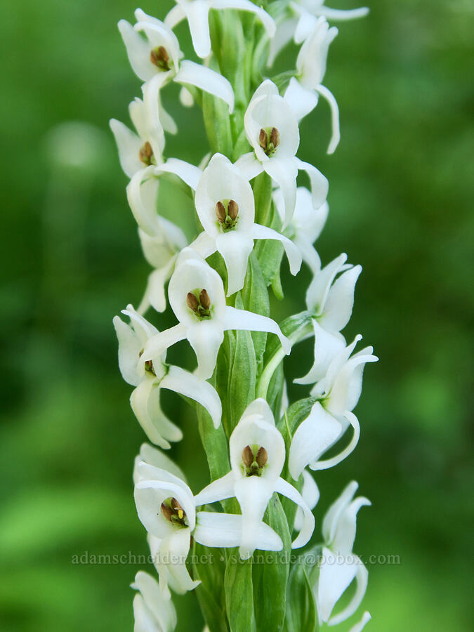 white bog orchid (Platanthera dilatata var. leucostachys (Platanthera leucostachys)) [Forest Road 5850, Willamette National Forest, Lane County, Oregon]