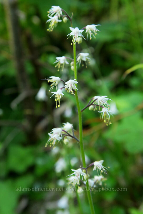 foamflower (Tiarella trifoliata var. unifoliata) [Forest Road 5850, Willamette National Forest, Lane County, Oregon]