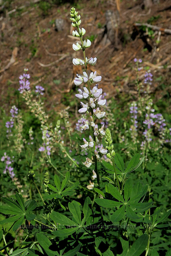 broad-leaf lupine (Lupinus latifolius) [Forest Road 5850, Willamette National Forest, Lane County, Oregon]