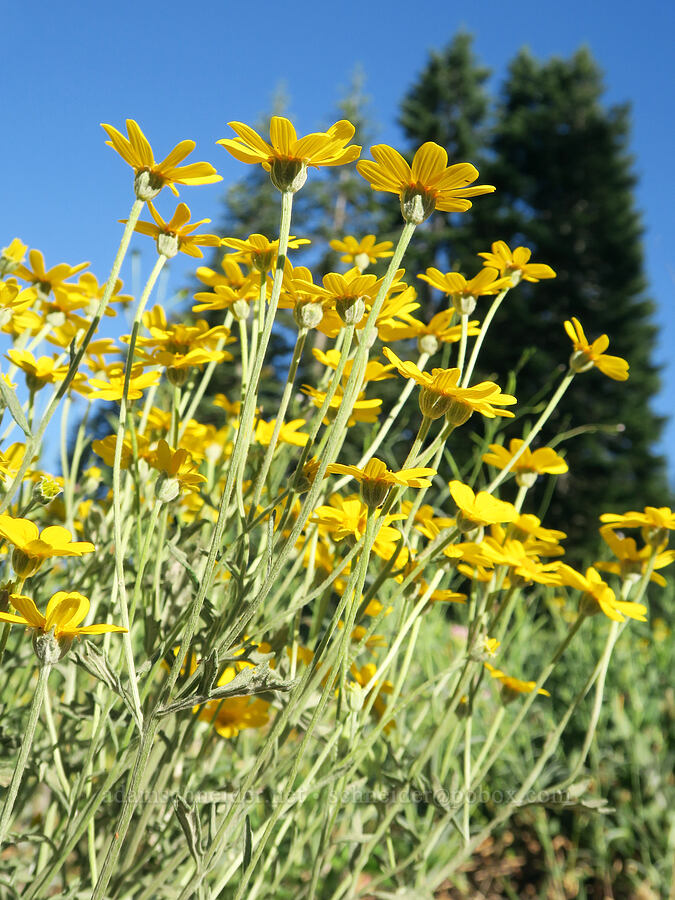 Oregon sunshine (Eriophyllum lanatum) [Bristow Prairie, Willamette National Forest, Lane County, Oregon]