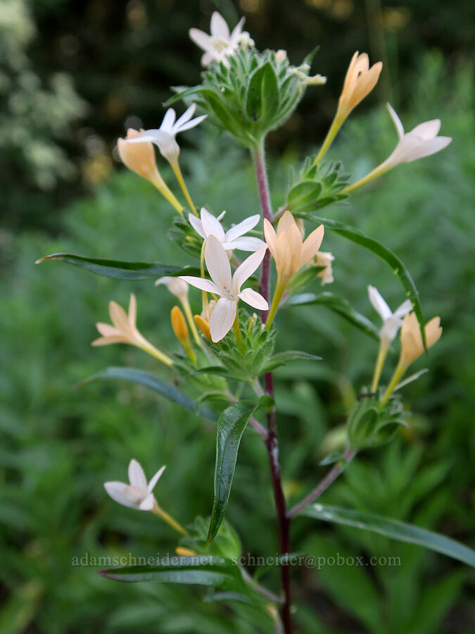 grand collomia (Collomia grandiflora) [Bristow Prairie, Willamette National Forest, Lane County, Oregon]