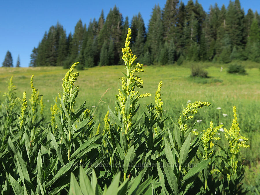 goldenrod (Solidago sp.) [Bristow Prairie, Umpqua National Forest, Lane County, Oregon]