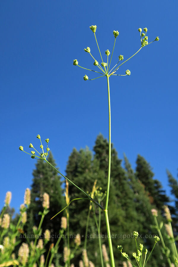 yampah (Perideridia sp.) [Bristow Prairie, Umpqua National Forest, Lane County, Oregon]
