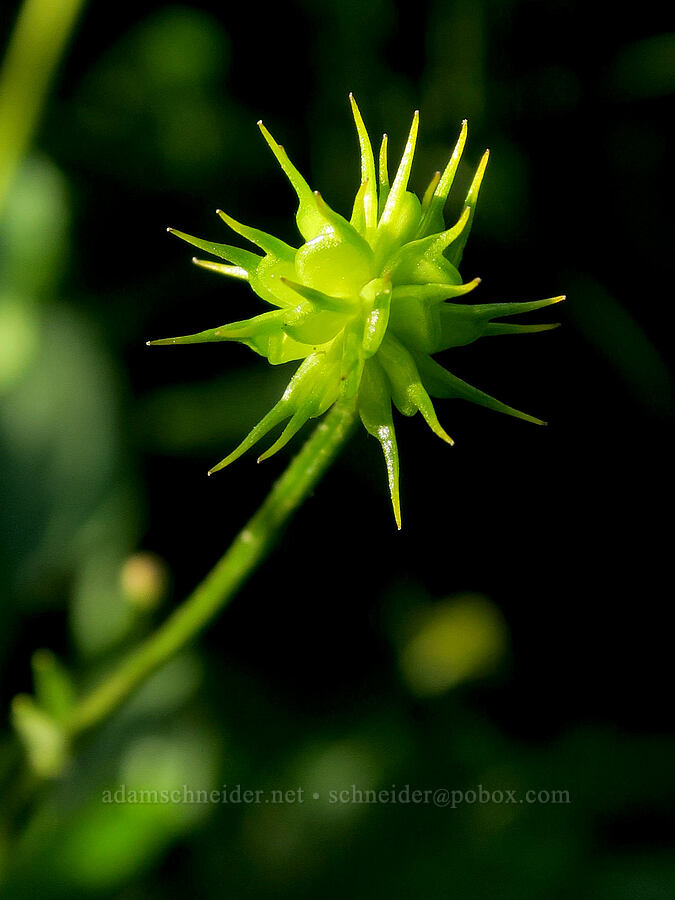 straight-beak buttercup seeds (Ranunculus orthorhynchus var. orthorhynchus) [Bristow Prairie, Umpqua National Forest, Lane County, Oregon]