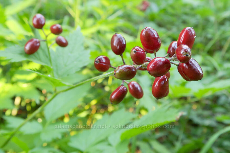 baneberries (Actaea rubra) [Bristow Prairie, Umpqua National Forest, Lane County, Oregon]