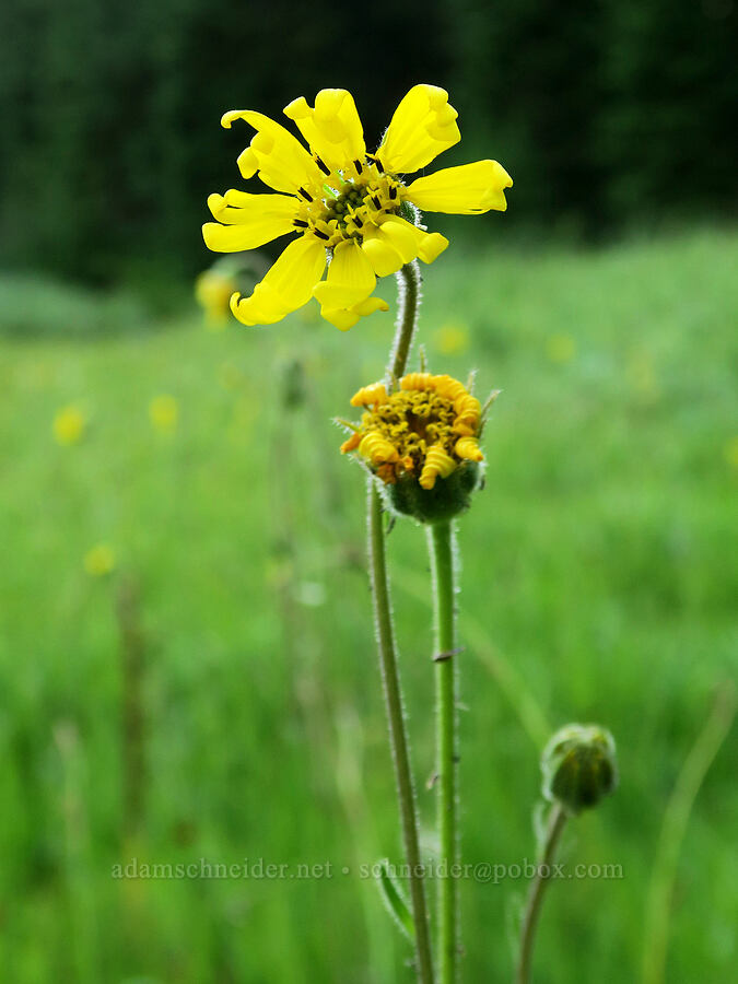 Bolander's madia (Kyhosia bolanderi (Madia bolanderi)) [Bristow Prairie, Umpqua National Forest, Lane County, Oregon]