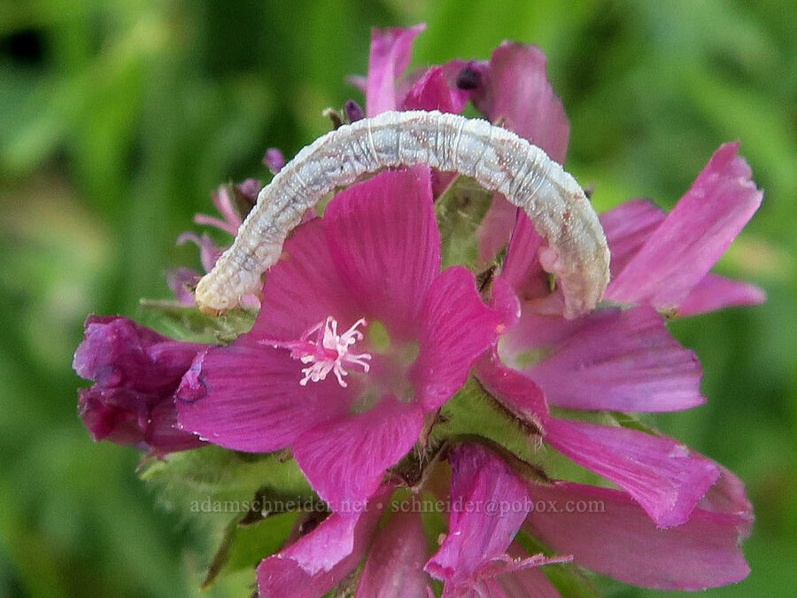pug moth caterpillar on checker-mallow (Eupithecia sp., Sidalcea oregana) [Bristow Prairie, Umpqua National Forest, Lane County, Oregon]