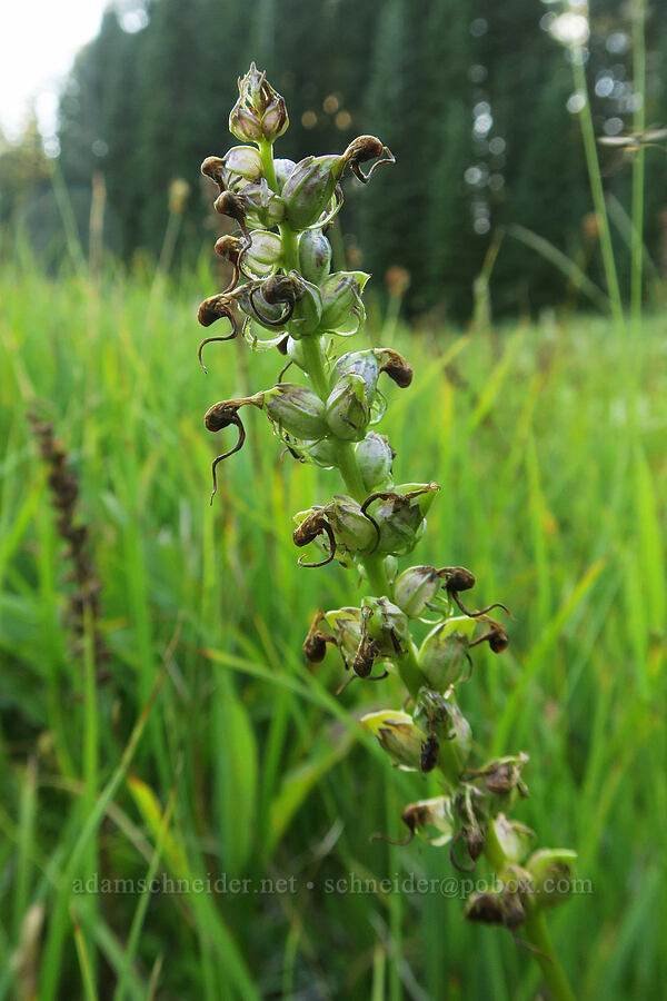 elephant's-head lousewort, going to seed (Pedicularis groenlandica) [Bristow Prairie, Umpqua National Forest, Lane County, Oregon]