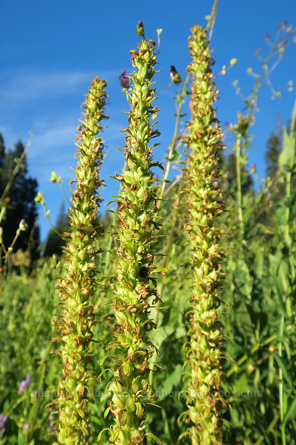 bracted lousewort, going to seed (Pedicularis bracteosa) [Bristow Prairie, Umpqua National Forest, Douglas County, Oregon]