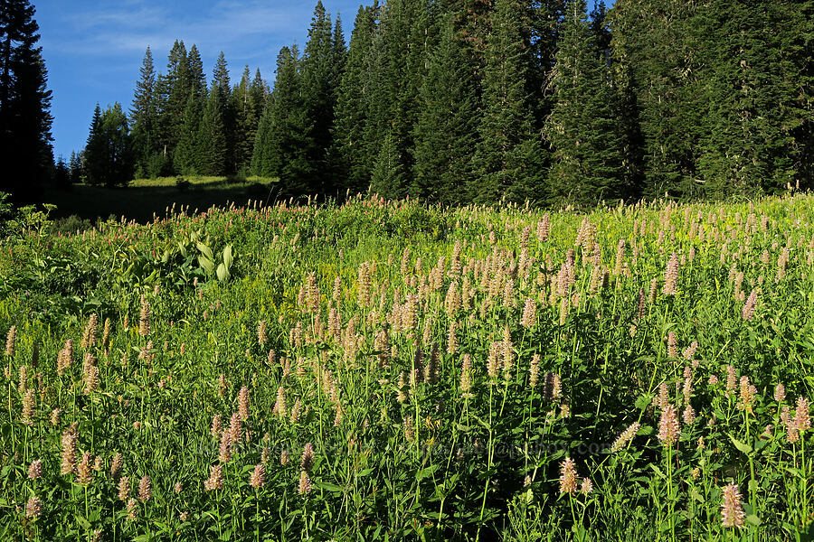 horse-mint & goldenrod (Agastache urticifolia, Solidago sp.) [Bristow Prairie, Umpqua National Forest, Douglas County, Oregon]