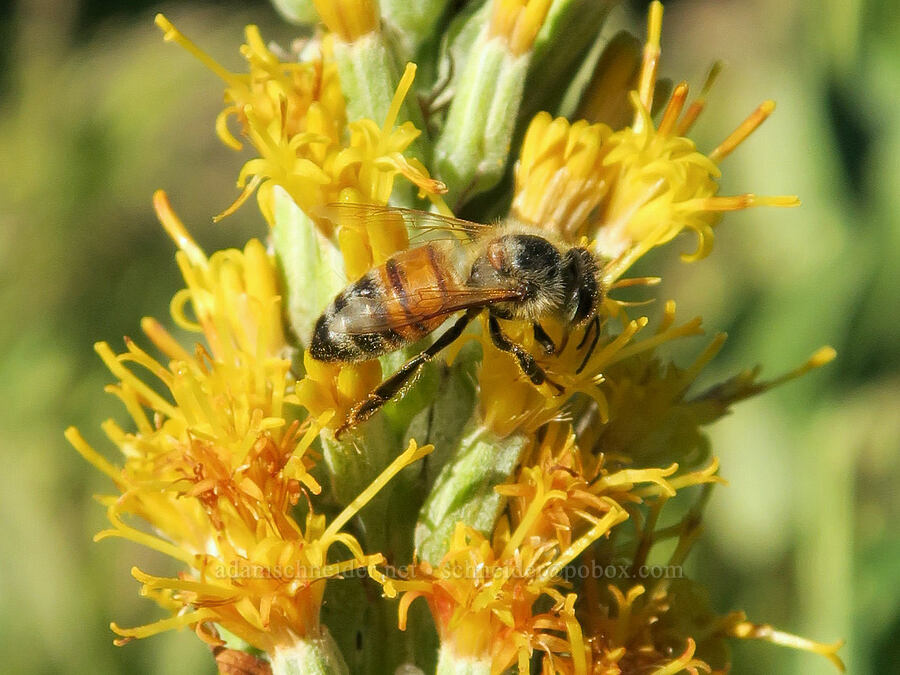 honey bee on rainiera (Apis mellifera, Rainiera stricta (Luina stricta)) [Bristow Prairie, Umpqua National Forest, Lane County, Oregon]