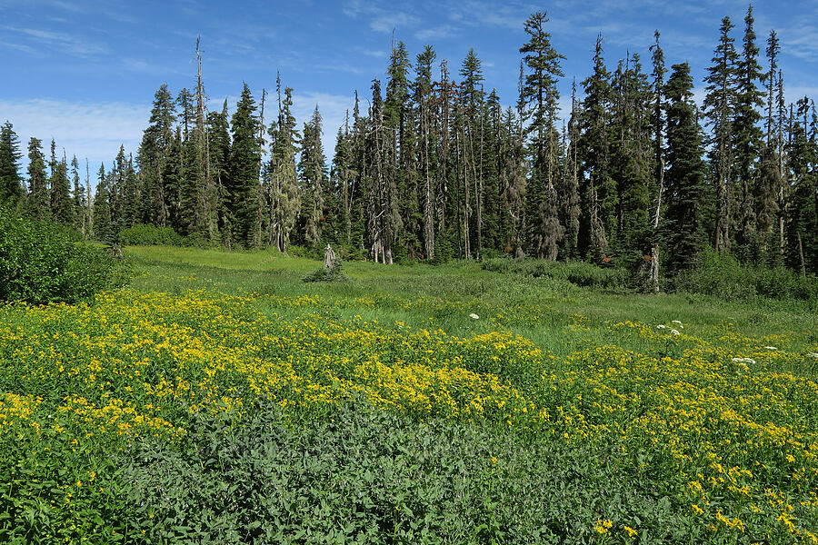arrow-leaf groundsel (Senecio triangularis) [Forest Road 5851, Willamette National Forest, Douglas County, Oregon]