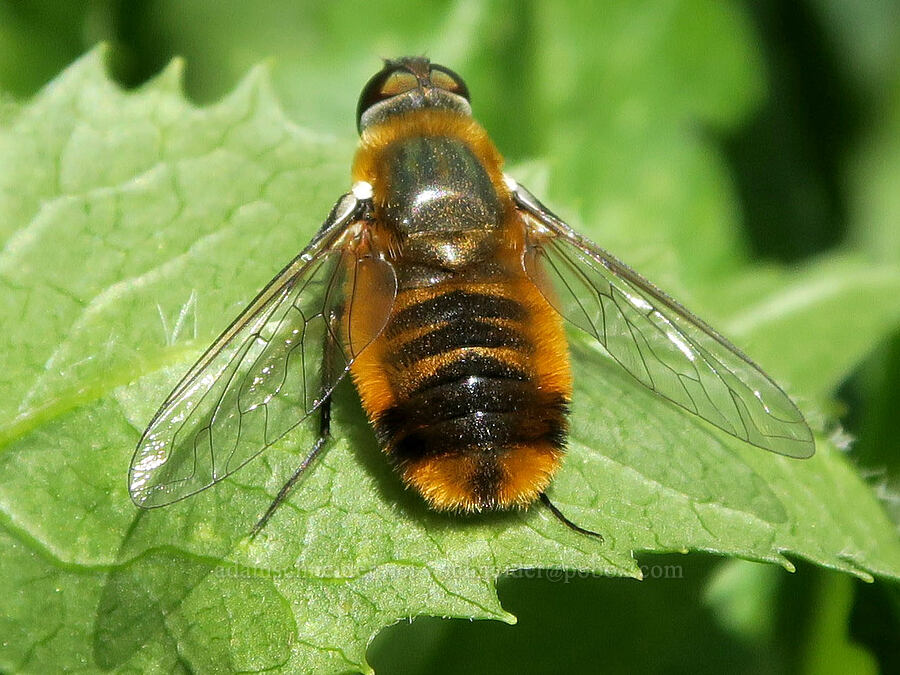 fuzzy orange bee fly (Villa sp.) [Forest Road 5851, Willamette National Forest, Douglas County, Oregon]