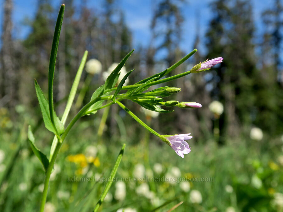 common willow-herb (Epilobium ciliatum) [Forest Road 5851, Willamette National Forest, Douglas County, Oregon]
