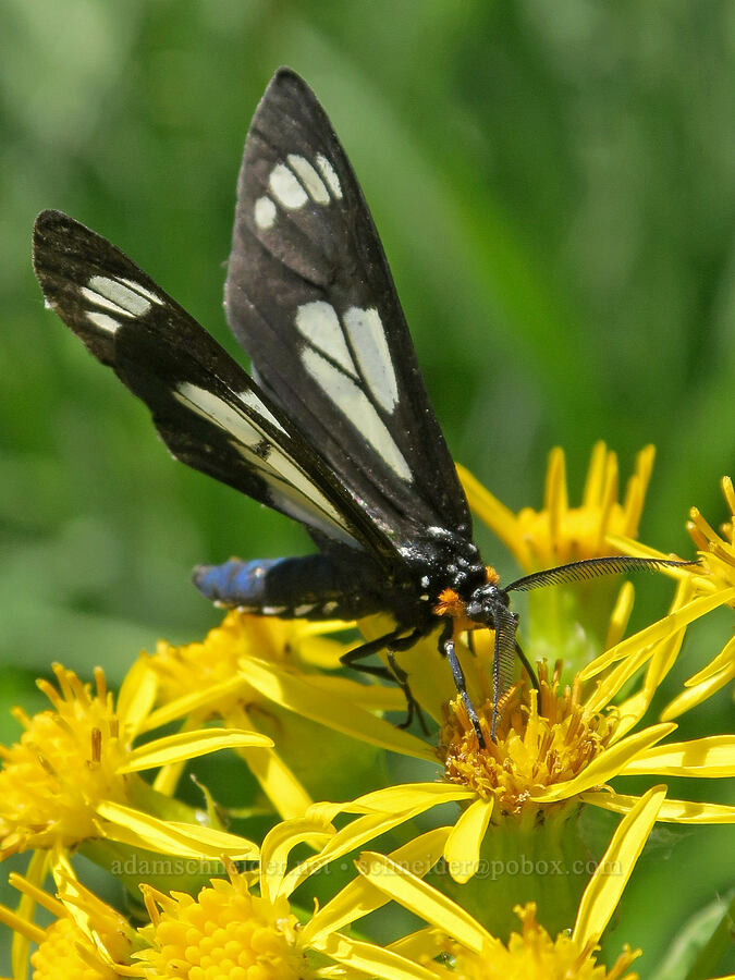 police-car moth on groundsel (Gnophaela vermiculata, Senecio triangularis) [Forest Road 5851, Willamette National Forest, Douglas County, Oregon]