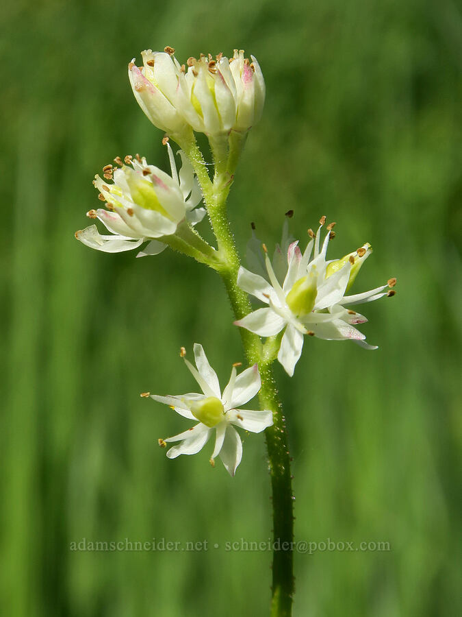 western false asphodel (Triantha occidentalis ssp. brevistyla (Tofieldia glutinosa var. brevistyla)) [Forest Road 5851, Willamette National Forest, Douglas County, Oregon]