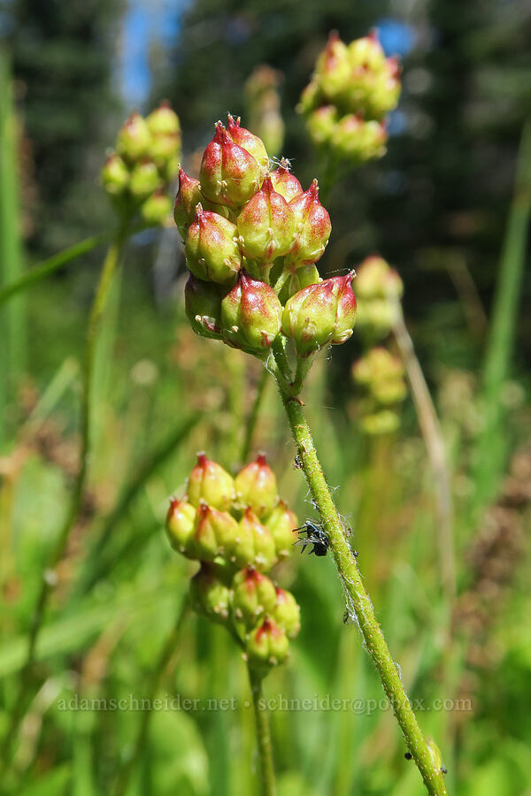 western false asphodel, going to seed (Triantha occidentalis ssp. brevistyla (Tofieldia glutinosa var. brevistyla)) [Forest Road 5851, Willamette National Forest, Douglas County, Oregon]