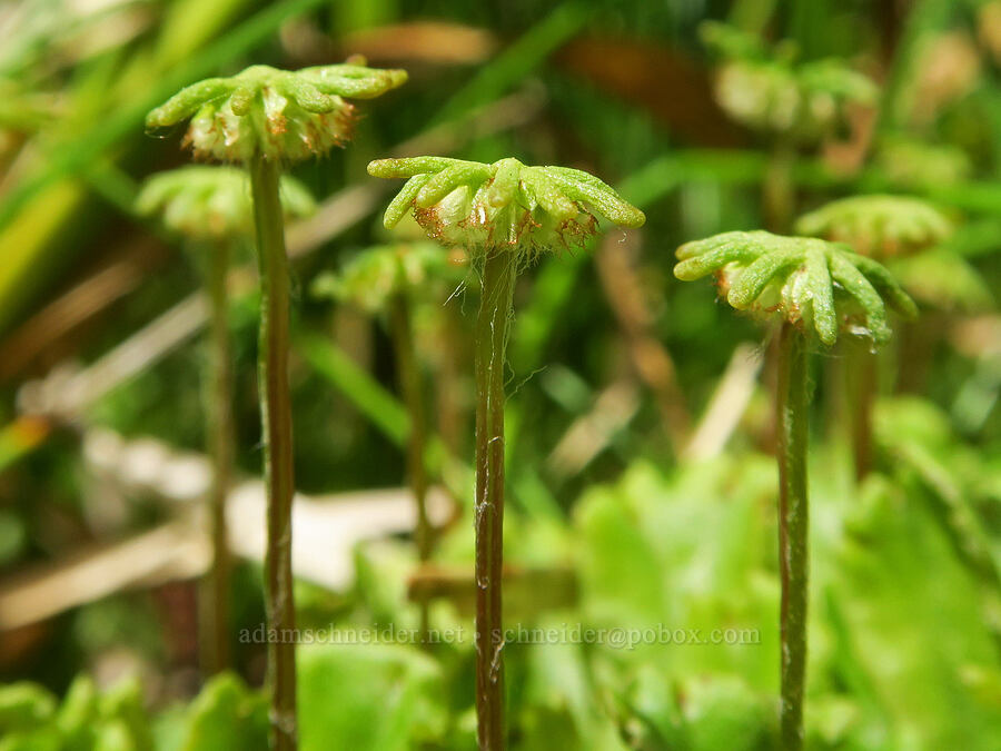 umbrella liverwort (Marchantia polymorpha) [Forest Road 5851, Willamette National Forest, Douglas County, Oregon]
