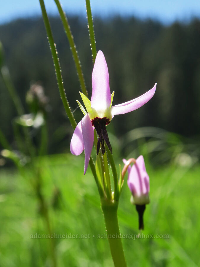 tall mountain shooting star (Dodecatheon jeffreyi (Primula jeffreyi)) [Loletta Lakes, Willamette National Forest, Douglas County, Oregon]