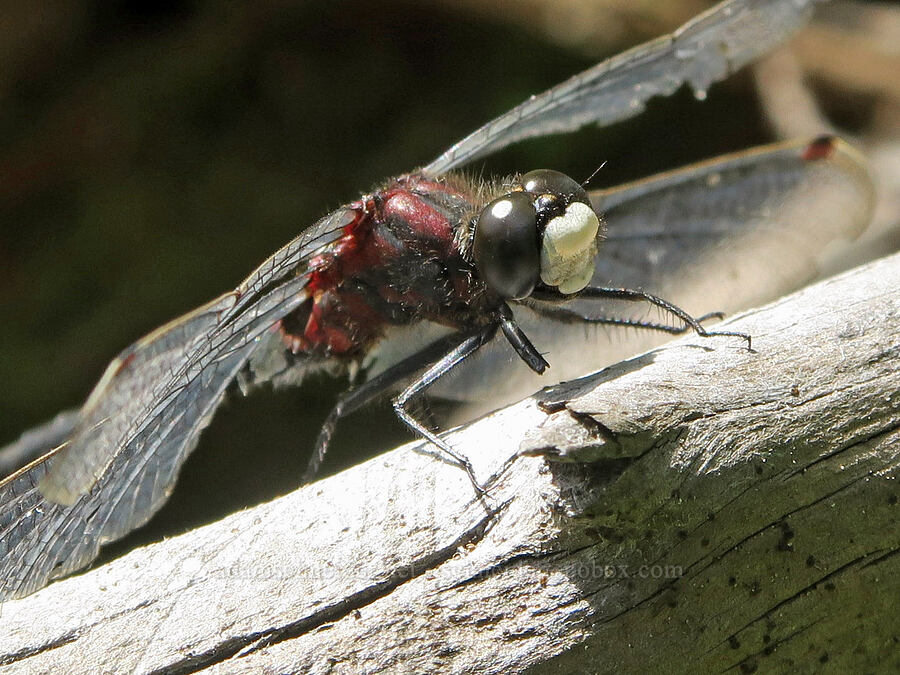 Hudsonian white-face dragonfly (Leucorrhinia hudsonica) [Loletta Lakes, Willamette National Forest, Douglas County, Oregon]