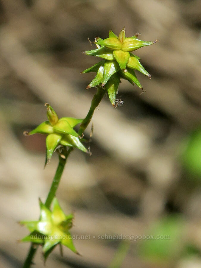 star sedge (Carex echinata) [Loletta Lakes, Willamette National Forest, Douglas County, Oregon]
