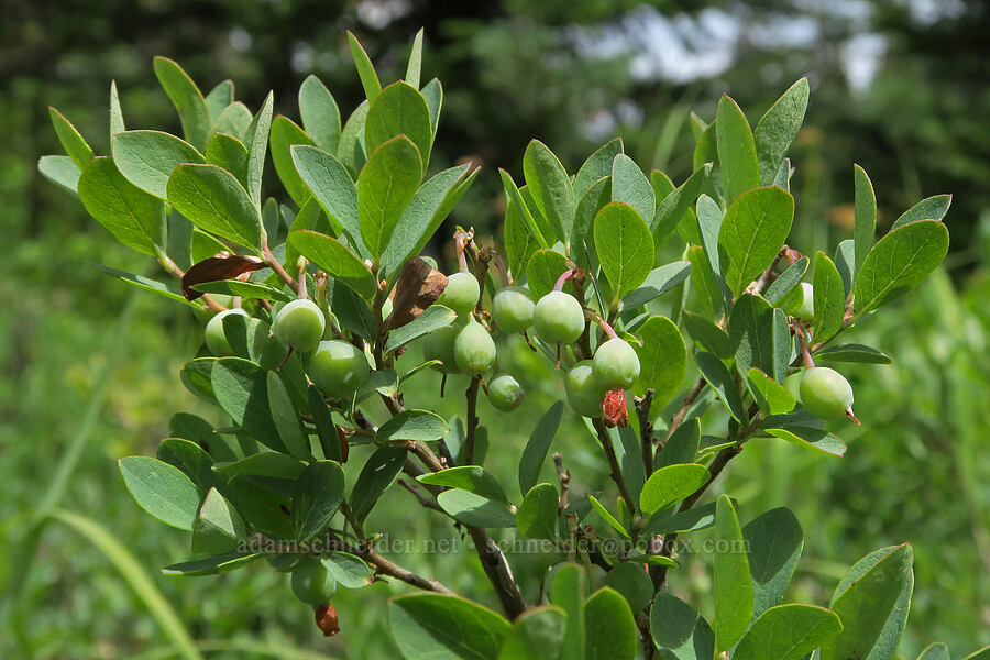 bog blueberries (Vaccinium uliginosum) [Loletta Lakes, Willamette National Forest, Douglas County, Oregon]