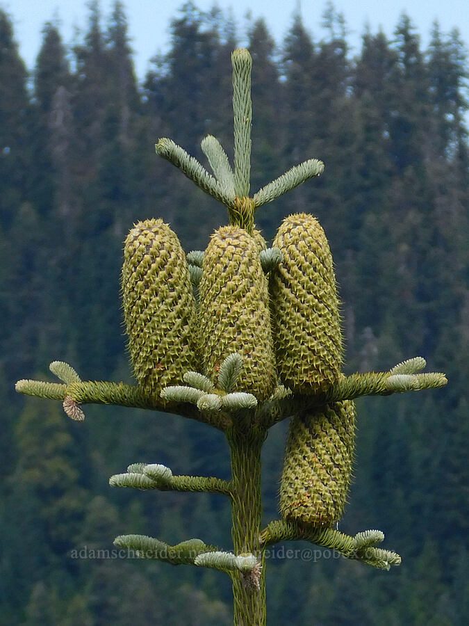 huge noble fir cones (Abies procera) [Forest Road 5851, Willamette National Forest, Douglas County, Oregon]