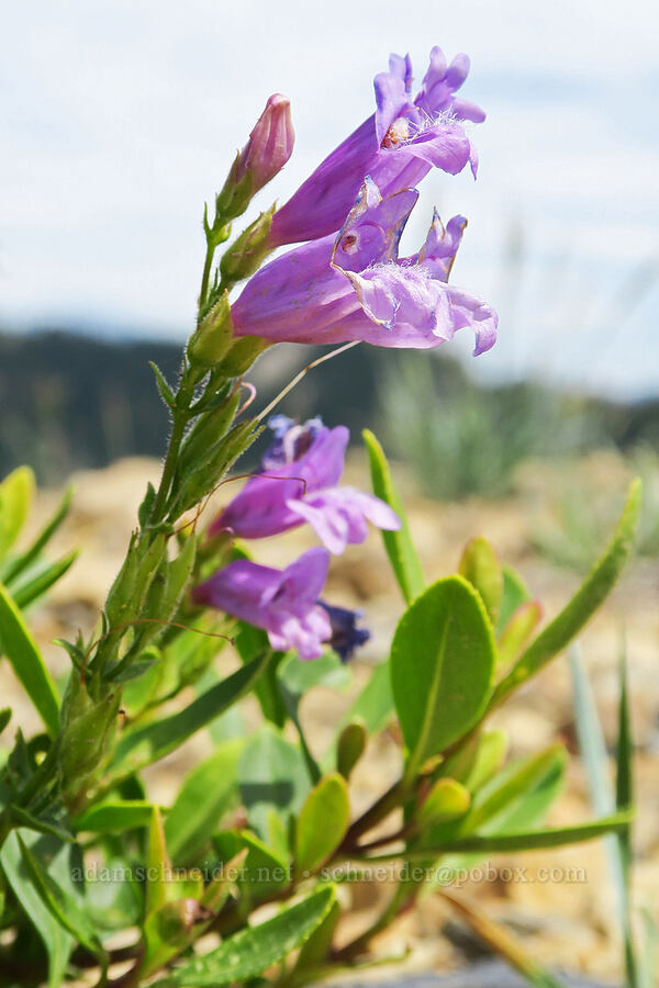 Cardwell's penstemon (Penstemon cardwellii) [Balm Mountain, Umpqua National Forest, Douglas County, Oregon]