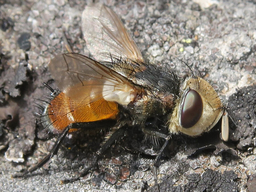 tachinid/bristle fly (Gonia sp.) [Balm Mountain, Umpqua National Forest, Douglas County, Oregon]