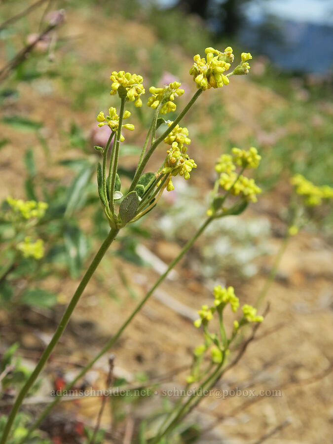 sulphur-flower buckwheat (Eriogonum umbellatum) [Balm Mountain, Umpqua National Forest, Douglas County, Oregon]