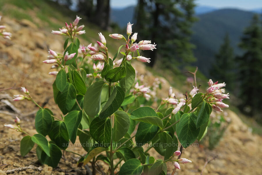 spreading dogbane (Apocynum androsaemifolium) [Balm Mountain, Umpqua National Forest, Douglas County, Oregon]