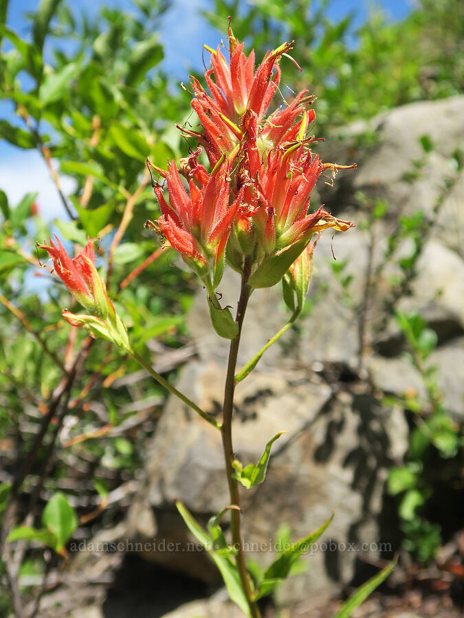 scarlet paintbrush (Castilleja miniata) [Balm Mountain, Umpqua National Forest, Douglas County, Oregon]