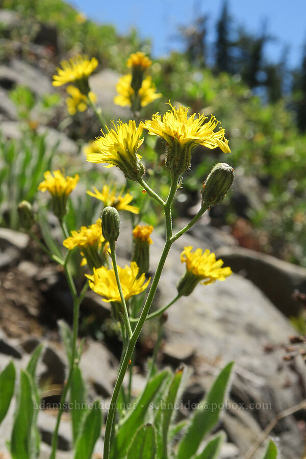 Scouler's hawkweed flowers (Hieracium scouleri) [Balm Mountain, Umpqua National Forest, Douglas County, Oregon]