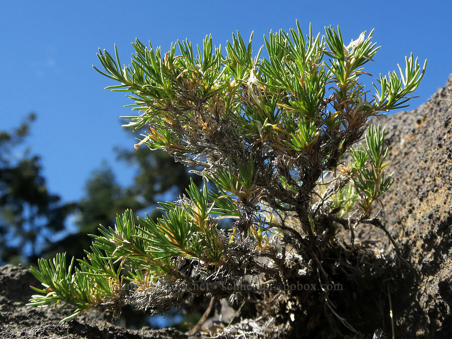 phlox bonsai (Phlox diffusa) [Balm Mountain, Umpqua National Forest, Douglas County, Oregon]