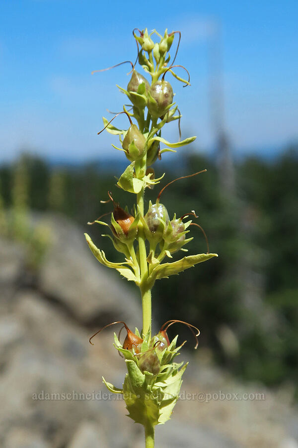 hot rock penstemon, going to seed (Penstemon deustus) [Balm Mountain, Umpqua National Forest, Douglas County, Oregon]