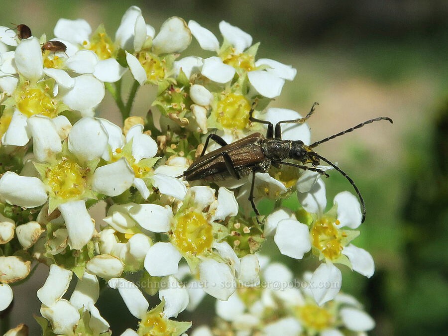longhorn flower beetle on boykinia (Acmaeops pratensis (Gnathacmaeops pratensis), Boykinia major) [Forest Road 3402, Umpqua National Forest, Douglas County, Oregon]