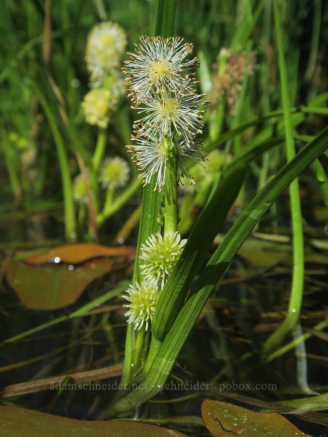 floating bur-reed (Sparganium angustifolium) [Forest Road 3402, Umpqua National Forest, Douglas County, Oregon]