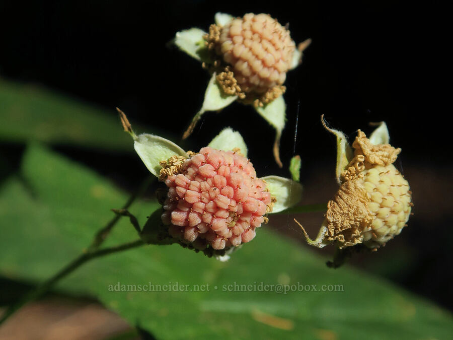 unripe thimbleberries (Rubus parviflorus (Rubus nutkanus)) [Cathedral Pass Trail, Okanogan-Wenatchee National Forest, Kittitas County, Washington]