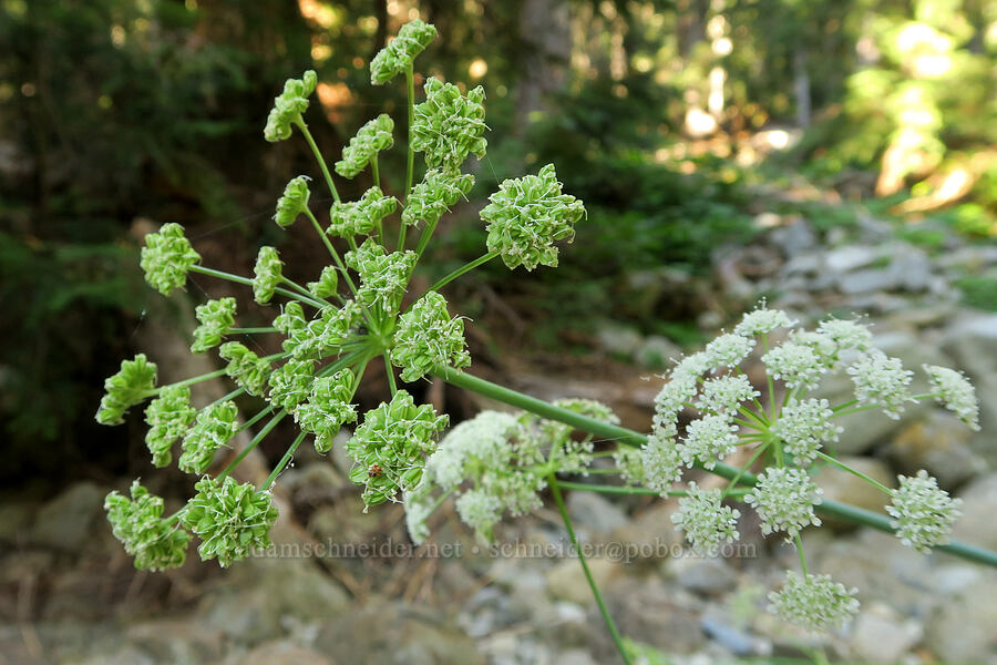 Canby's angelica, going to seed (Angelica canbyi) [Cathedral Pass Trail, Okanogan-Wenatchee National Forest, Kittitas County, Washington]